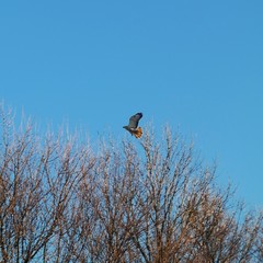 Bussard im Flug