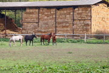 Horses on farm agriculture