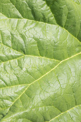 Fresh green leaf background. Nature detail with close-up of plant pattern.