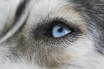 close-up shot of siberian husky dog blue eye