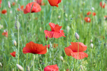 Vibrant red poppy flowers growing in green field in close-up. Beautiful nature detail.