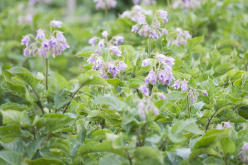Vegetables growing in garden in summer.