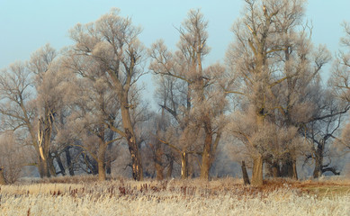 The arrival of winter