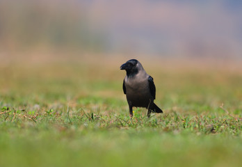 Crow