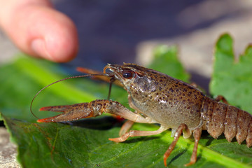 crayfish