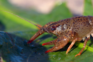 crayfish