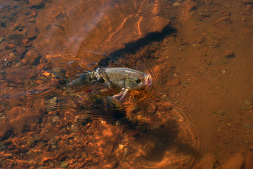 fish on a hook