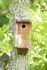 Birdhouse on a tree in forest