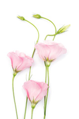 beauty pink eustoma flower isolated on white background