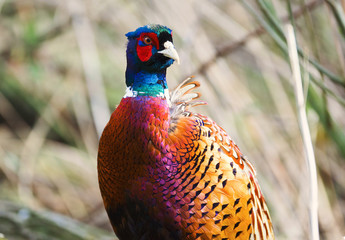 Pheasant
