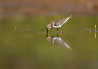 Temminck's Stint (Calidris temminckii)