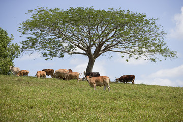 Cows Under A Tree In The Countryside.jpg