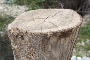 Abstract of close up tree stump in the tropical garden