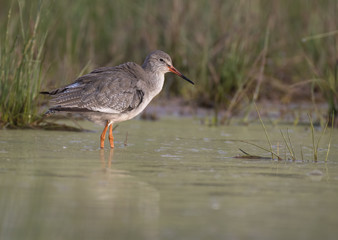 Shank- Bird in Water