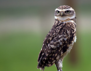 Burrowing Owl
