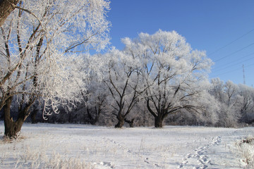 beauty of winter nature