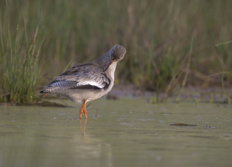 Shank- Bird in Water