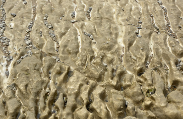 Eroded Chalk seabed near Brighton, England