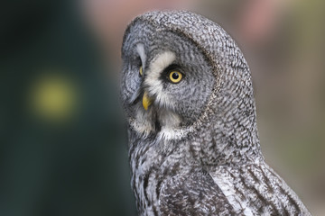 great grey owl.