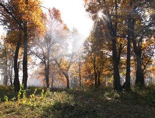 Naklejka premium autumn landscape