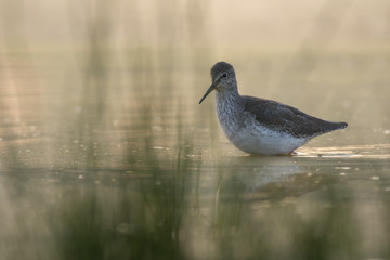 Shank- Bird in Water