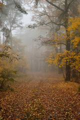 Jesienna, mglista, leśna droga.