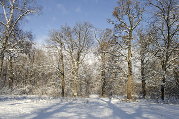 Landscape of winter forest

