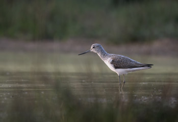 Shank- Bird in Water