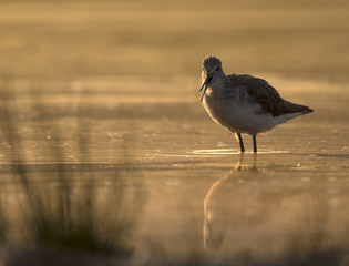 Shank- Bird in Water