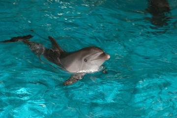 Fototapeta premium Dolphins