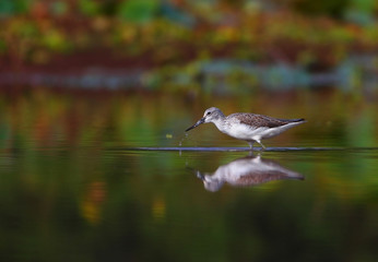 Shank- Bird in Water