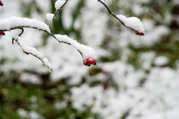 branch under heavy snow