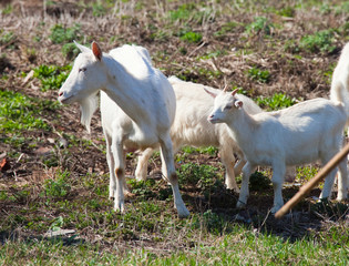 white goat