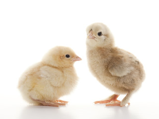 Small fluffy chickens