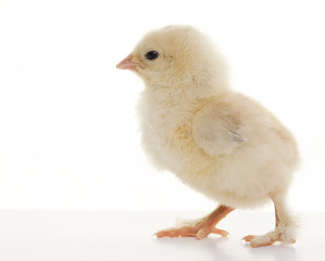 Small fluffy chickens