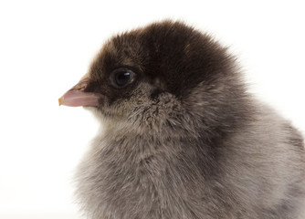 Small fluffy chickens