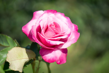 The pink rose with the dark background.
