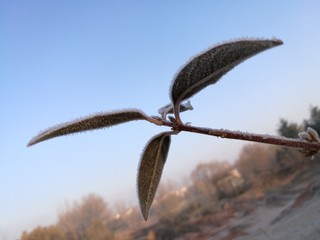 Fototapeta premium branch in winter