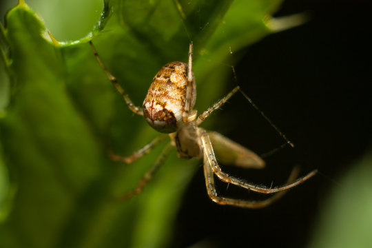 Spider on the web, macro