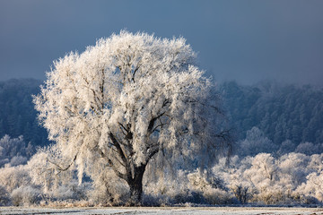 Tree with Hoar Frost