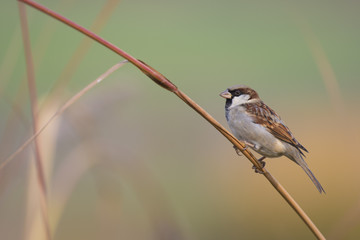 The Sparrow in Morning