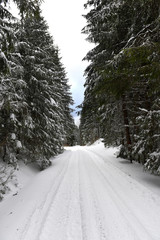 Winter landscape in the forest with snow covered trees