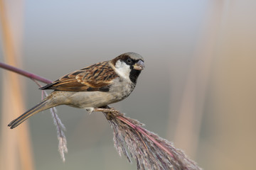 The Sparrow in Morning