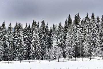 Winter landscape in the forest with snow covered trees