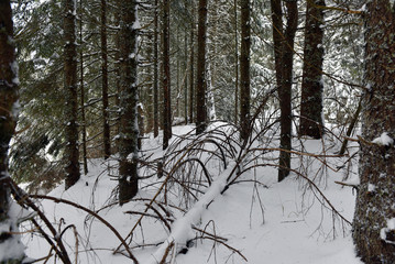 Winter landscape in the forest with snow covered trees