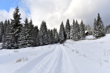 Fototapeta na wymiar Winter mountain forest landscpae