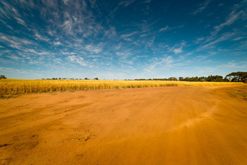 Fototapeta na wymiar Off-road in the Golden wheat field, ,blue sky .
