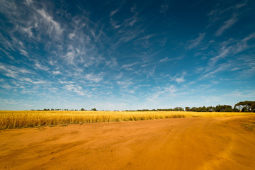 Off-road in the Golden wheat field, ,blue sky .