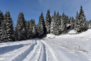 Fototapeta na wymiar Winter trees in mountains covered with fresh snow