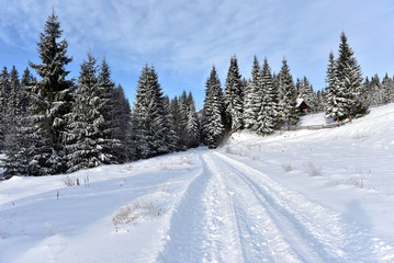 Winter mountain forest landscpae